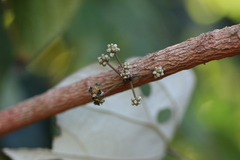 Coscinium fenestratum